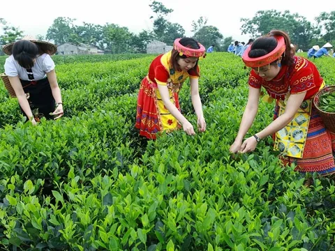 Hoa Kỳ tăng nhập khẩu chè từ thị trường Việt Nam