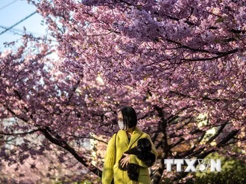 Nhật Bản: Hoa anh đào nở sớm bất thường ở thủ đô Tokyo