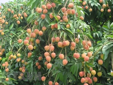 Hải Dương: Dự báo một mùa bội thu vải thiều ở huyện Thanh Hà