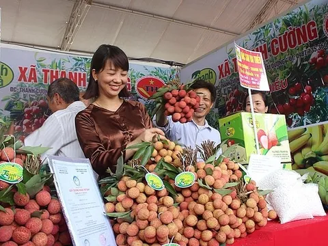 Thanh Hà lên phương án xúc tiến tiêu thụ vải thiều sớm