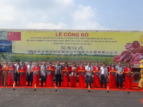 Vĩnh Long xuất lô khoai lang đầu tiên sang Trung Quốc bằng đường chính ngạch