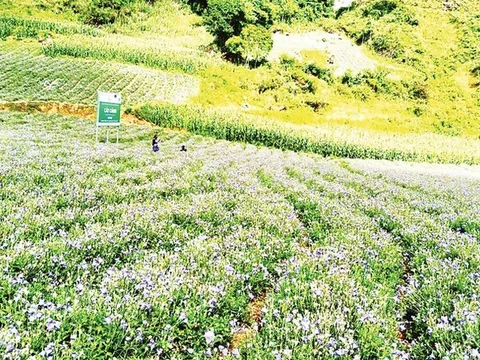Triển khai hỗ trợ việc làm bền vững trong chương trình giảm nghèo còn chậm