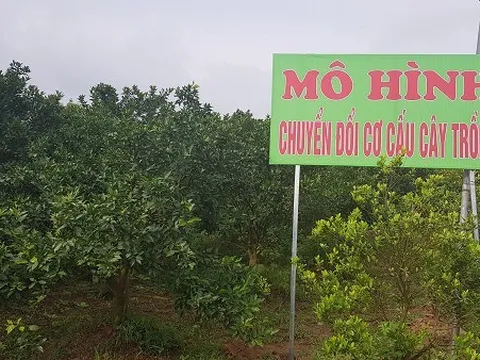 Hiệu quả sản xuất bền vững từ xây dựng nông thôn mới