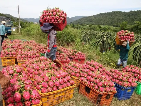 5 tháng năm 2023, xuất khẩu rau quả đạt trên 1,8 tỷ USD