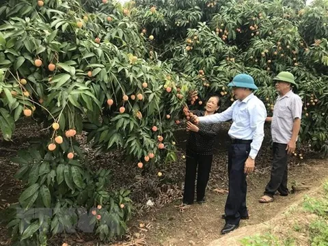 Hải Dương: Vải Thanh Hà thu hoạch sớm mất mùa nhưng được giá