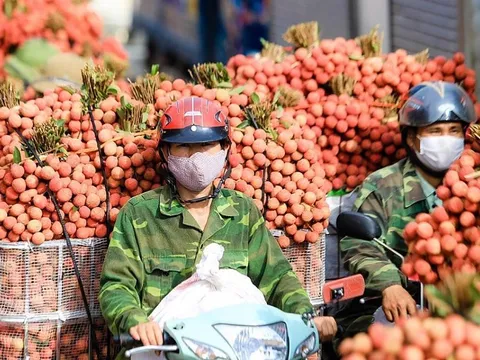 Xuất khẩu vải thiều sang thị trường Nhật Bản, doanh nghiệp cần lưu ý gì?