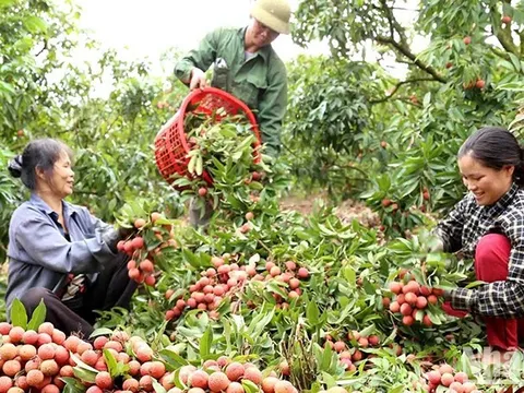 Trái vải thiều sẵn sàng “xuất ngoại”