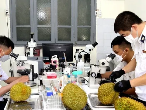 Gần 60 nghìn tấn sầu riêng được xuất khẩu qua Cửa khẩu quốc tế Hữu Nghị