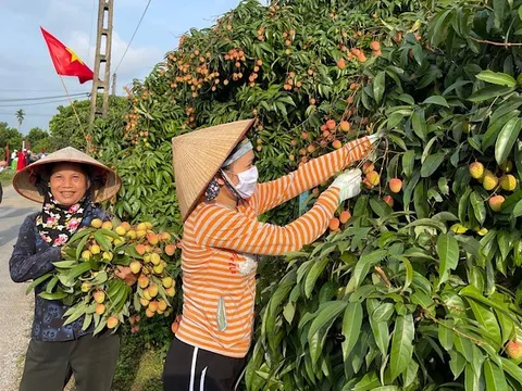 Hải Dương đẩy mạnh xuất khẩu vải thiều