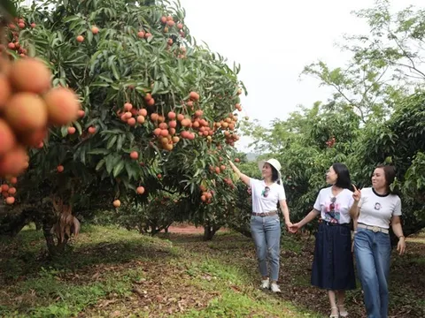 Du lịch Lục Ngạn mùa vải chín