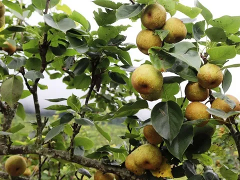Lễ hội hái lê chín ở vùng đất “nơi con sông Hồng chảy vào đất Việt”