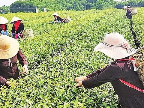Tạo sản phẩm du lịch gắn với sản xuất nông nghiệp