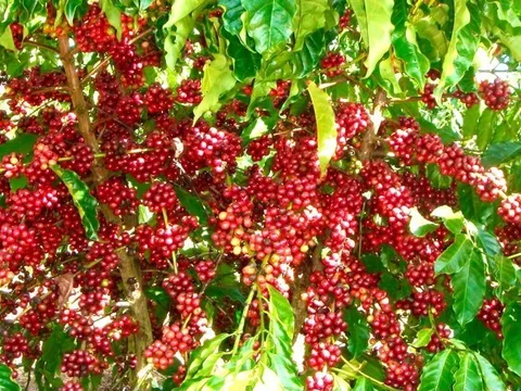 Giải pháp để cà-phê Việt rộng đường vào thị trường châu Âu