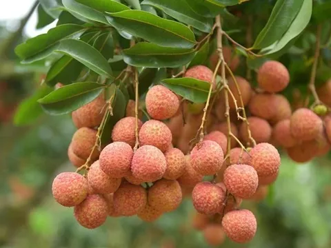 Gần 90 tấn vải quả tươi Việt Nam đã được xuất khẩu tới các nước