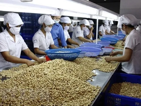 Ngành điều Việt Nam trước thách thức giữ vững ngôi vị số 1 thế giới