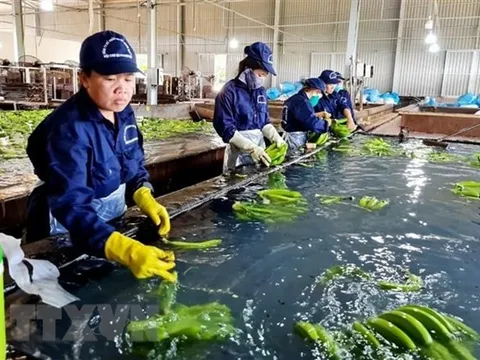 Kim ngạch xuất khẩu rau quả cả năm có thể đạt 5 tỷ USD vào cuối năm