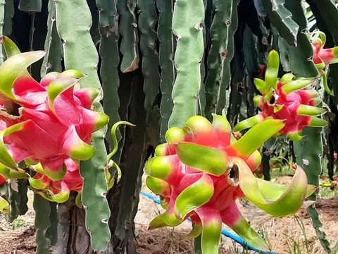 Nhận định thị trường xuất khẩu nông lâm sản 6 tháng cuối năm 2023