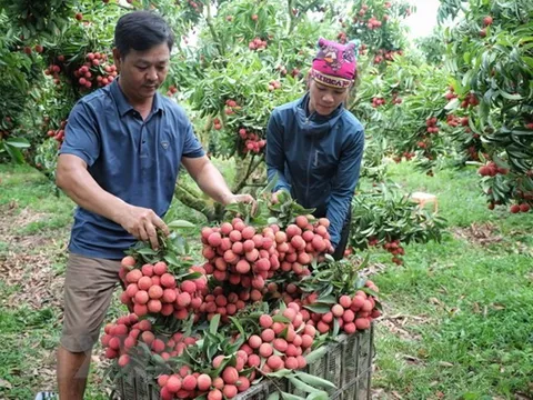 Vải thiều Bắc Giang đạt mức doanh thu cao nhất từ trước tới nay