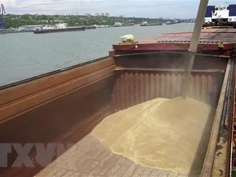 Nga khẳng định tiếp tục xuất khẩu ngũ cốc với một số điều kiện