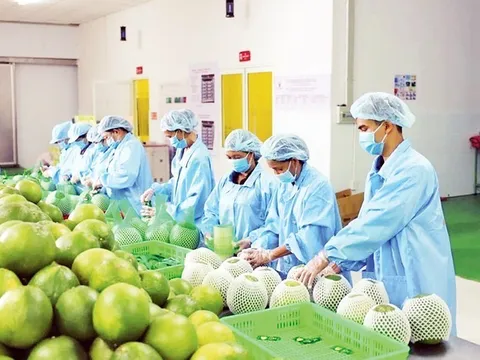 Đưa nông sản Việt Nam sang châu Âu