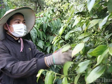 Nhiều dư địa xuất khẩu hồ tiêu sang EU