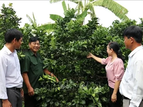 Kiến nghị bổ sung chế độ đối với người có công đã phục viên, xuất ngũ gặp khó khăn