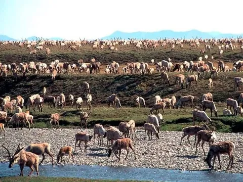 Mỹ áp lệnh cấm khai thác mới dầu khí tại nhiều khu vực ở Alaska