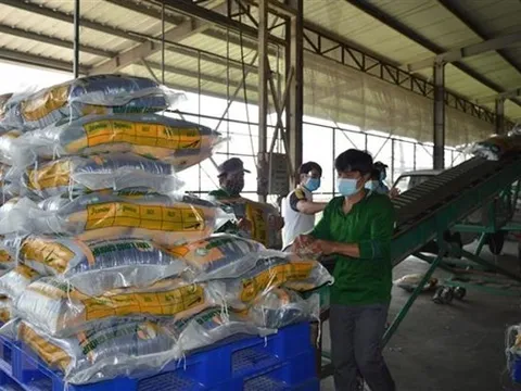 Xuất khẩu gạo của Việt Nam thiết lập kỷ lục mới về giá trị