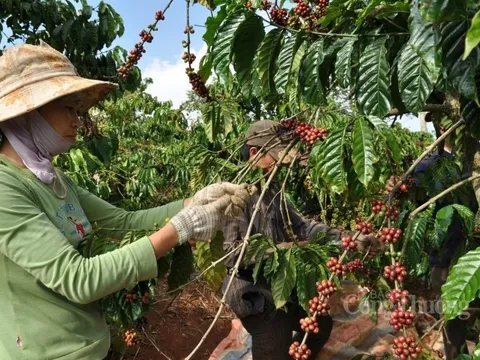 9 tháng, giá trị xuất khẩu cà phê tăng nhẹ so với cùng kỳ