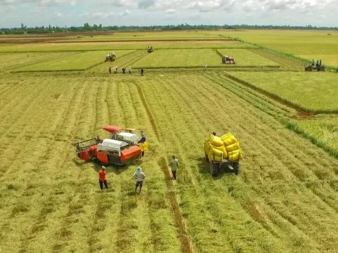 Giá gạo xuất khẩu của Việt Nam vẫn đang có mức cao nhất thế giới