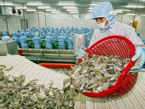 Xuất khẩu tôm sang Nhật Bản sẽ phục hồi vào tháng 12