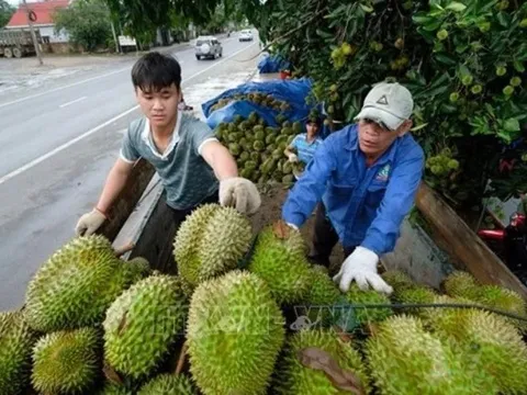 Xuất khẩu rau quả trong năm 2023 dự kiến đạt khoảng 5,6 tỷ USD