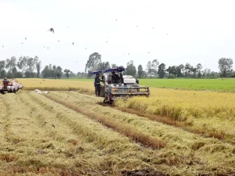 Khai mạc Triển lãm Con đường Lúa gạo Việt Nam ở Hậu Giang