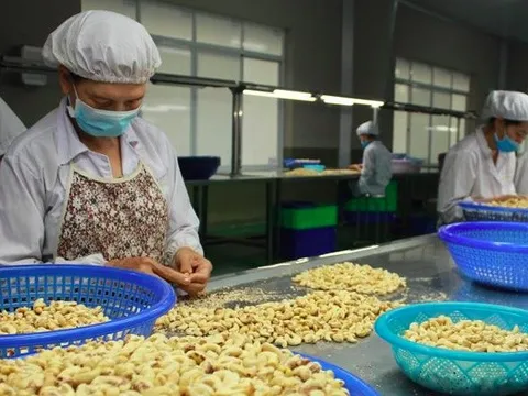 Năm 2023, xuất khẩu điều chính thức thu về 3,64 tỷ USD