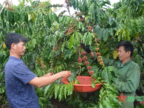 Giá cà phê tại Tây Nguyên xác lập kỷ lục mới