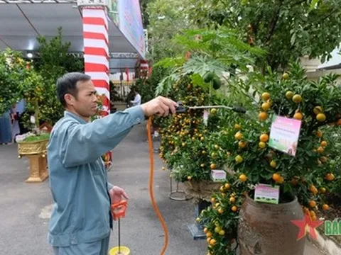 68 sản phẩm quất cảnh ấn tượng tham gia hội thi lần đầu tiên tại Hà Nội