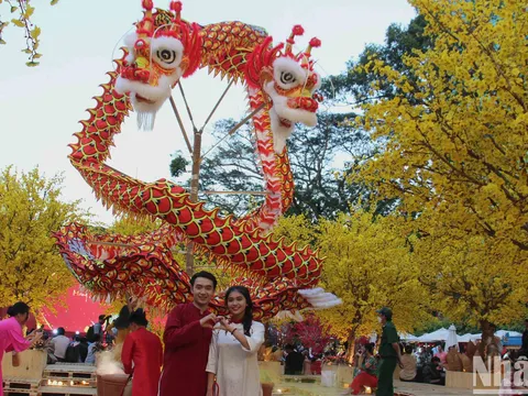 [Ảnh] Mai vàng rực rỡ Lễ hội Tết Việt Giáp Thìn 2024