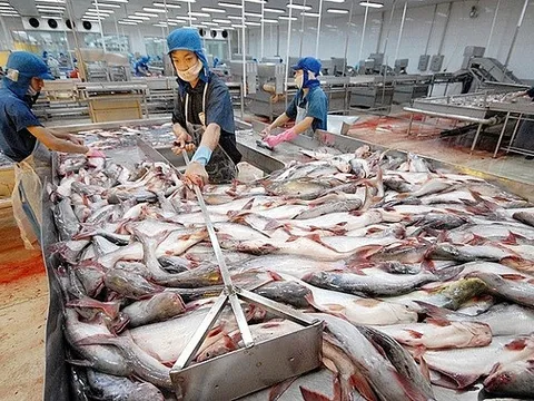 Việt Nam vẫn là nhà cung cấp cá thịt trắng số 1 cho Brazil