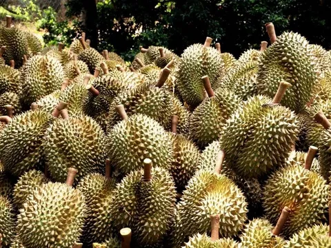 Ngành hàng sầu riêng tiếp tục khẳng định vị thế trong nhóm hàng xuất khẩu tỷ USD