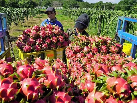 Tháng 1/2024, xuất khẩu hàng hóa của Việt Nam sang Trung Quốc tăng 17,28%