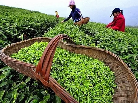 Tháng 1/2024, chè Việt Nam đã xuất khẩu sang 16 thị trường