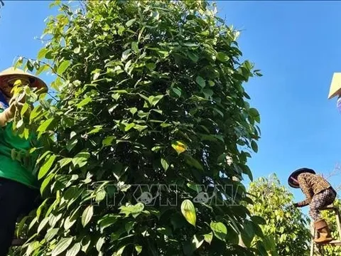 Xuất khẩu hồ tiêu: Giảm khối lượng nhưng tăng mạnh về giá trị