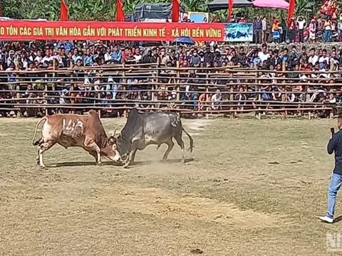 Sôi động Lễ hội chọi bò ở huyện Bảo Lâm, tỉnh Cao Bằng