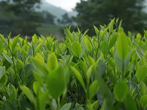 Việt Nam là thị trường cung cấp chè lớn thứ 4 cho Hoa Kỳ