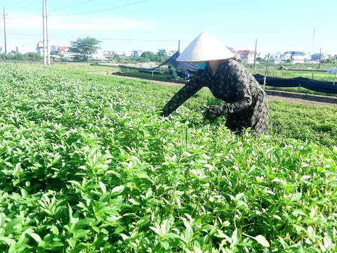 Tháo gỡ khó khăn vướng mắc trong lĩnh vực xuất khẩu dược liệu