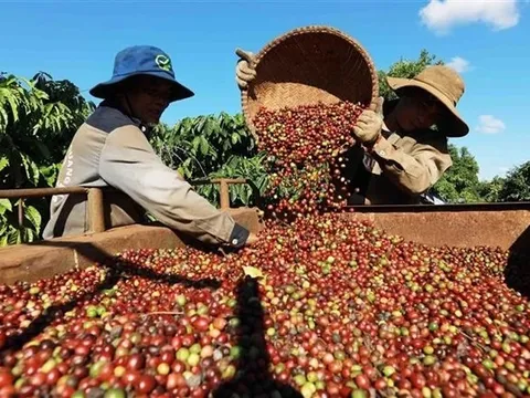 4 tháng đầu năm xuất khẩu cà phê đạt gần 670.000 tấn, thu về 2,23 tỷ USD