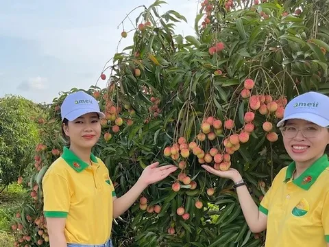 Xúc tiến tiêu thụ vải thiều Thanh Hà và nông sản Hải Dương