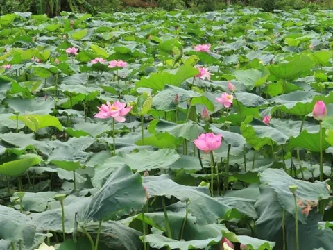 Hà Nội lần đầu tổ chức Lễ hội Sen