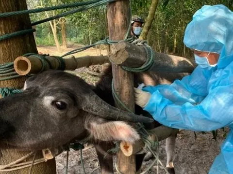 Chú trọng tiêm vaccine phòng bệnh cho đàn vật nuôi