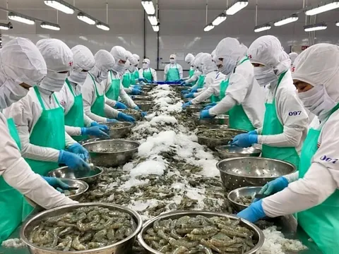 EU là điểm sáng của thị trường xuất khẩu tôm Việt Nam